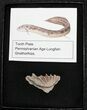 Pennsylvanian Lungfish (Gnathorhiza) Mouthplate - Texas #31366-1
